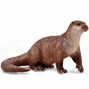 Nutria Comun Collecta