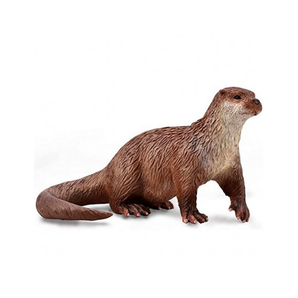 Nutria Comun Collecta