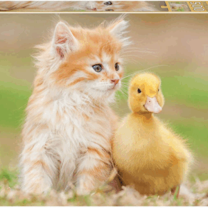 Puzzle 500 amigos adorables 18467