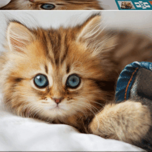 Puzzle 200 gatito educa 17154